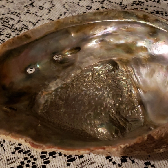 Abalone Shell. - Picture 4 of 7